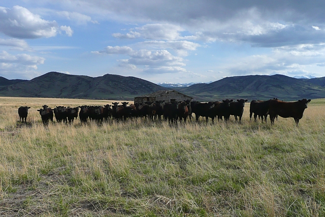 beef cattle, resources, welfare