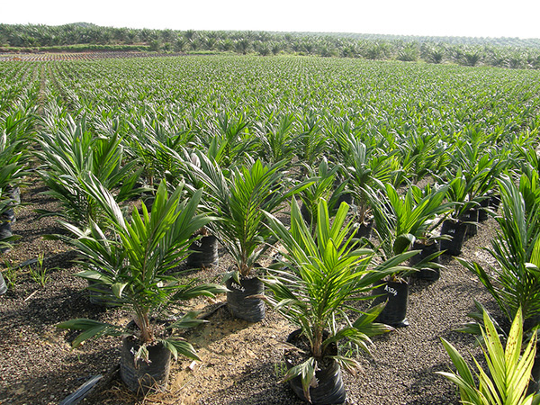 Effect of glyphosate on weed control and growth of oil palm at immature stage in Ghana