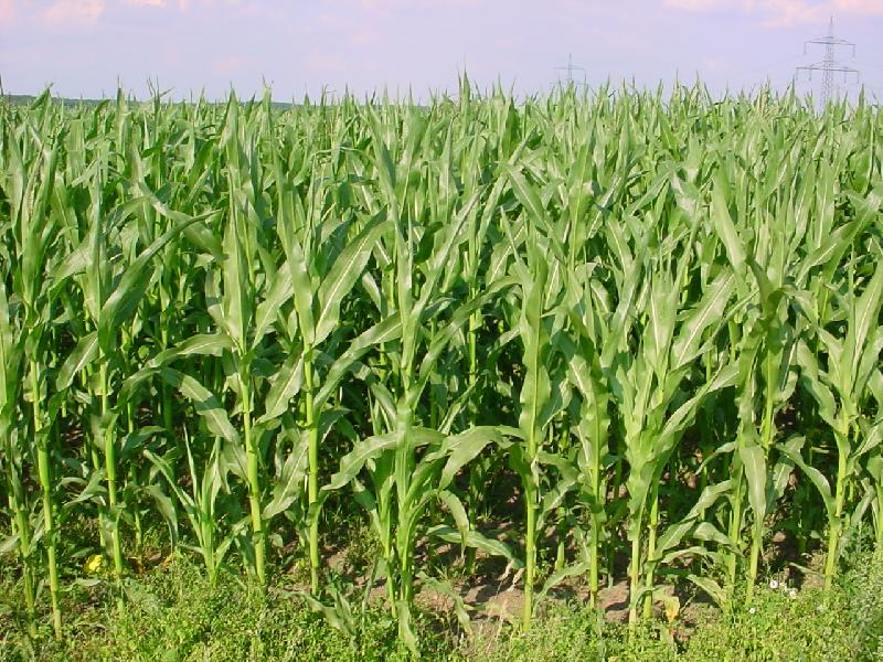 Effect of intercropping bambara groundnud (Vigna subterranean (L.) Verdc) and maize (Zea mays L.) on the yield and the yield component in woodland savannahs of Côte d’Ivoire