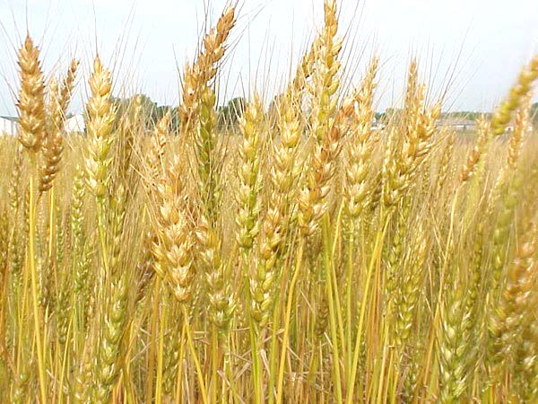 Reduced doses of total herbicide used together with plant density for weed management in wheat (Triticum durum L.) fields