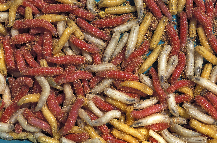 Incorporation of a dried maggots’ meal in growing rats diets: pathological risks?