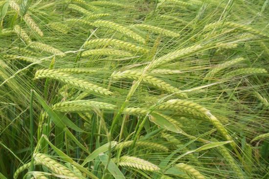 Biochemical constituents of the developing grains of wheat cultivars