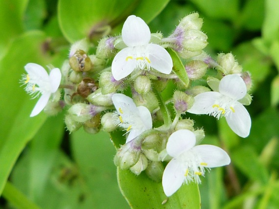 Influence of indole acetic acid and indole butyric acid on root development and status of Andrographis elongata (Vahl) T. and. – an endemic medicinal plant of india