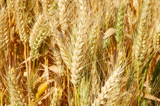 Genetic diversity and heritability of chlorophyll content and photosynthetic indexes among some Iranian wheat genotypes