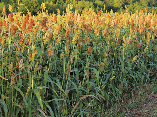 New sources of resistance to spotted stem borer, Chilo partellus in sorghum
