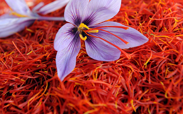 Effects of corm size and plant density on Saffron (Crocus sativus L.) yield and its components – IJAAR