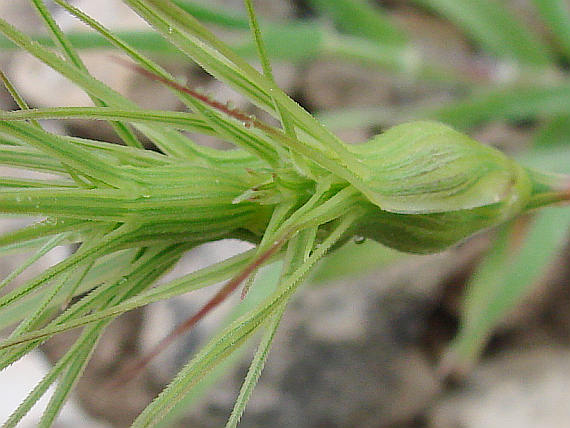 Morphological and genetic variation in Aegilops geniculata Roth. From Tunisia – IJAAR