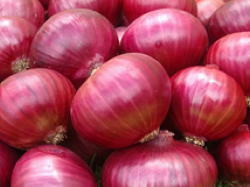 Effect of bulb size on quality seed production of onion in Bangladesh – IJAAR
