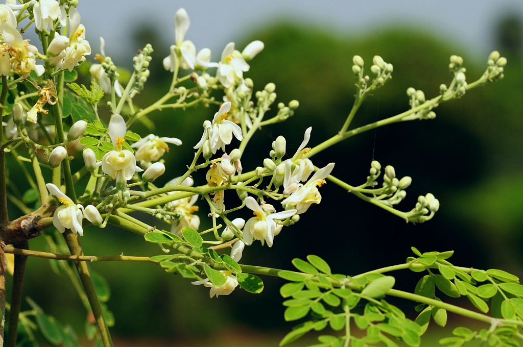 Growth and yield of Moringa oleifera as influenced by spacing and organic manures in South-Western Nigeria – IJAAR