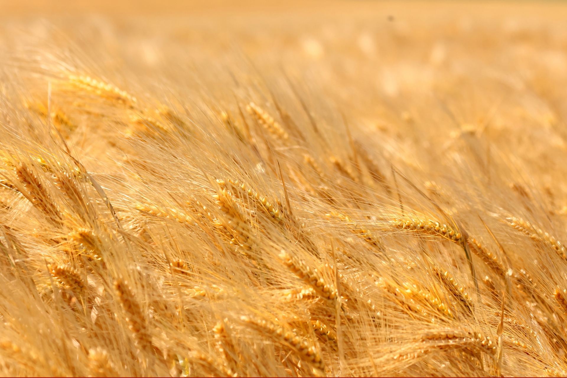 Efficacy of different commercially available weedicides on wheat Triticum aestivum in Rawalpindi Pakistan – IJAAR