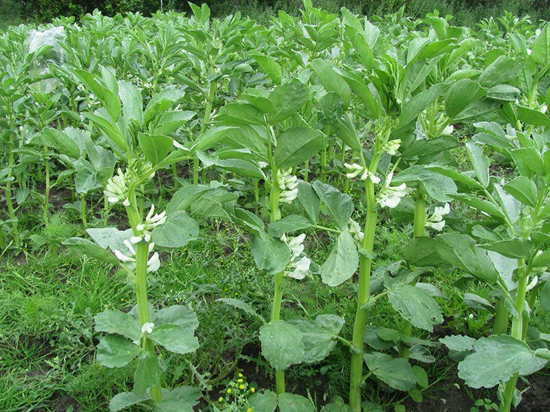 The effect of plant density on quantitative characteristics, optical extinction coefficient, and some physiological traits of faba bean cultivars – JBES