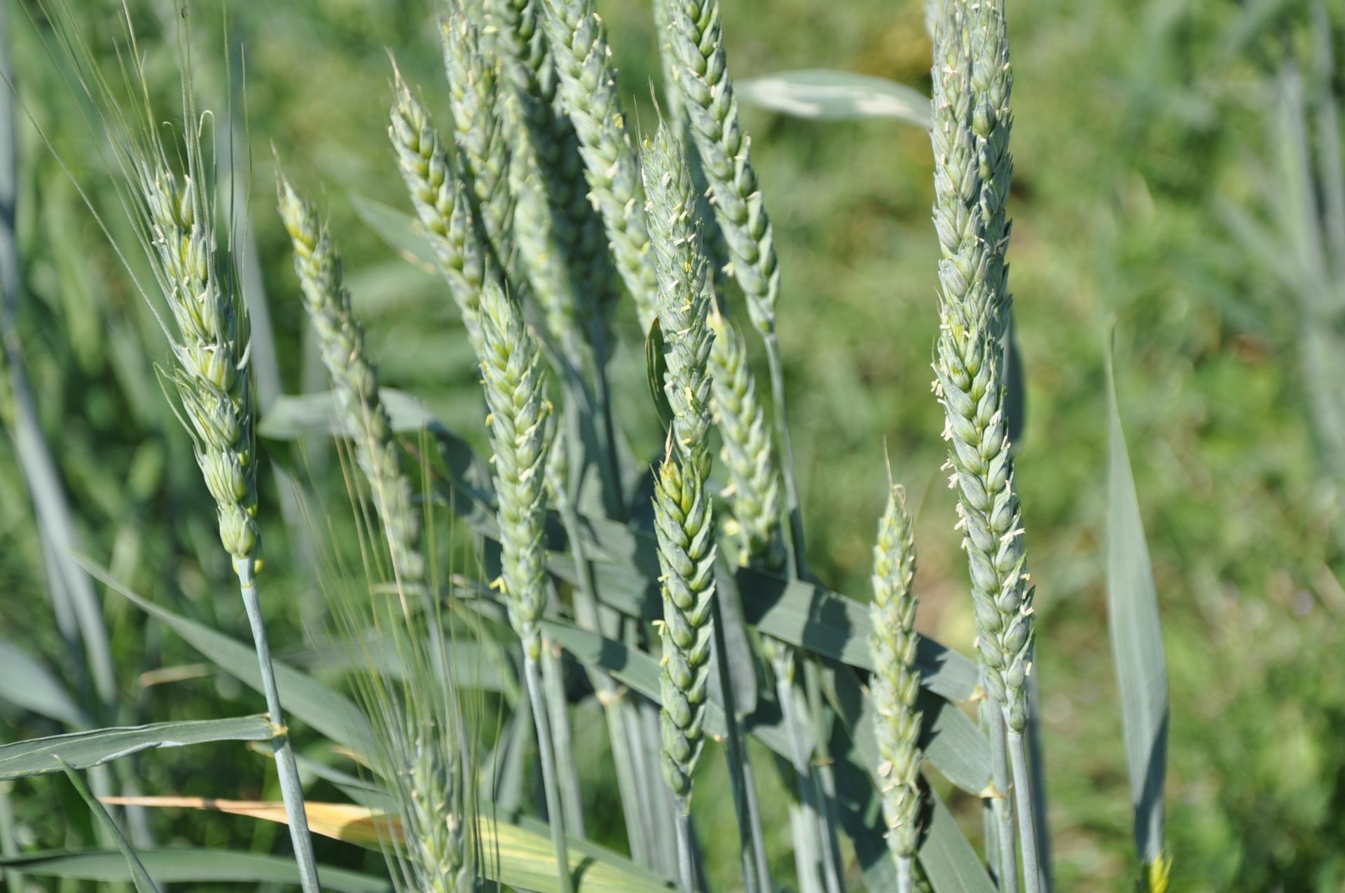 The application of new breeding strategy for tolerance to drought, resistance to Hessian fly, resistance to rust and end-use quality of protein content in bread wheat (Triticum aestivum L.) – IJAAR