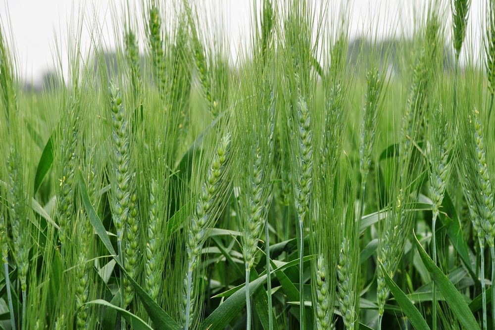 Role of plant growth promoting rhizobacteria and L-tryptophan on improvement of growth, nutrient availability and yield of wheat (Triticum aestivum) under salt stress – IJAAR