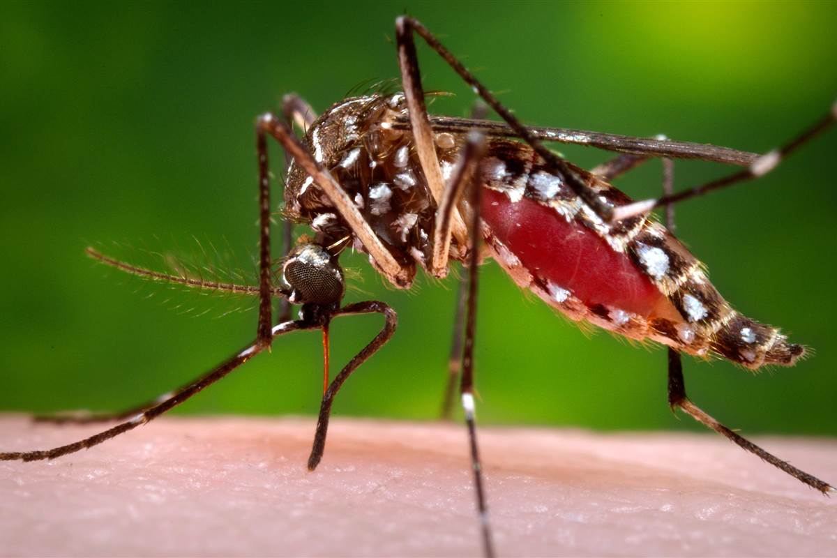 Morphological study of adult female Aedes species from the Amravati District of Maharashtra and its role as a vector – JBES