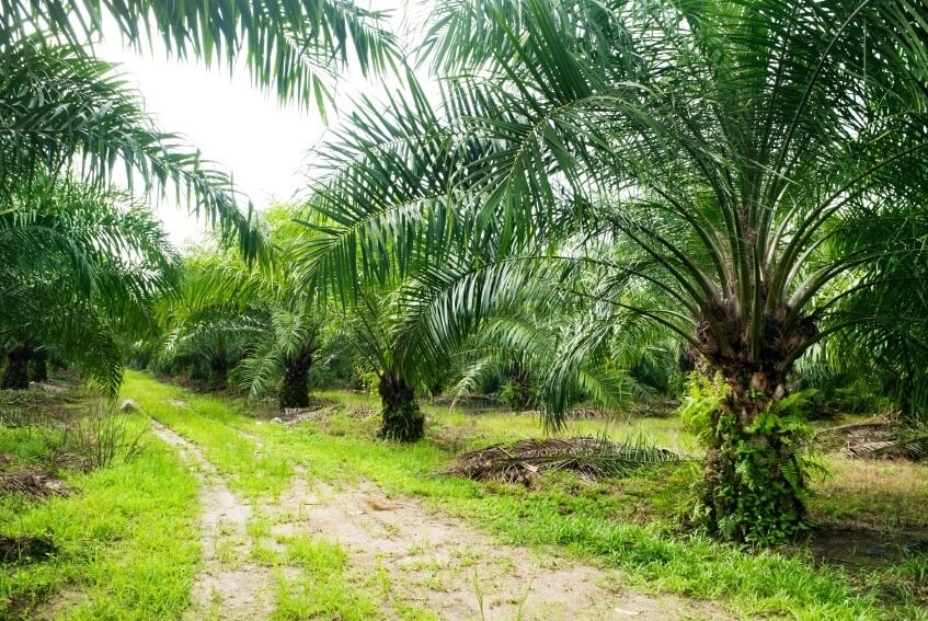 Effect of glyphosate on weed control and growth of oil palm at immature stage in Ghana – IJAAR