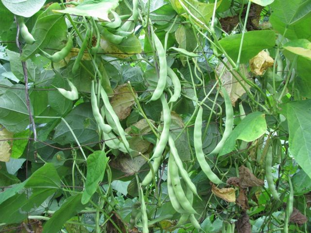 Growth and Yield of Phaseolus vulgaris as influenced by Different Nutrients Treatment in Mansehra – (IJAAR)