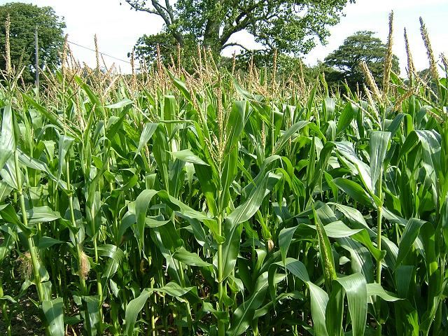Evaluation of variety and plant density on grain yield, number of seed per cob and 100 grain weight in maize (Zea mays L.) – JBES