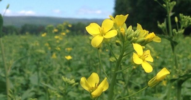 Evaluation of the impact of climate on cultivation of spring canola in Hamedan region – JBES