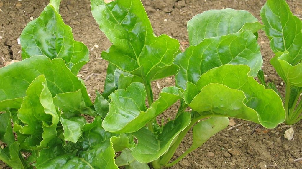 Disclosing the effect of climatic factors on the growth and yield of sugar beet in province Azerbaijan East – JBES
