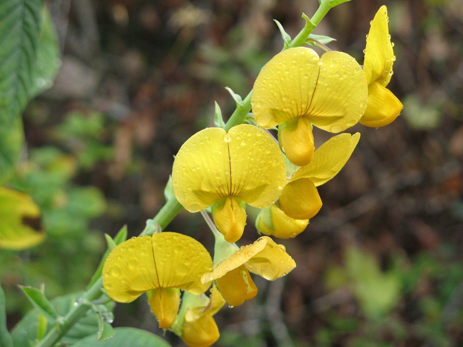 In-situ mineral nitrogen following soil incorporation Crotalaria grahamiana and Mucuna pruriens biomass and financial benefits of legume short-fallow in Eastern Uganda – IJAAR