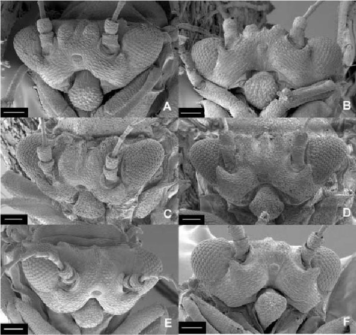 Populations dynamic of Pseudophacopteron spp. (Hemiptera: Phacopteronidae), psyllids pest of Dacryodes edulis (Burseraceae) in Cameroon – IJAAR