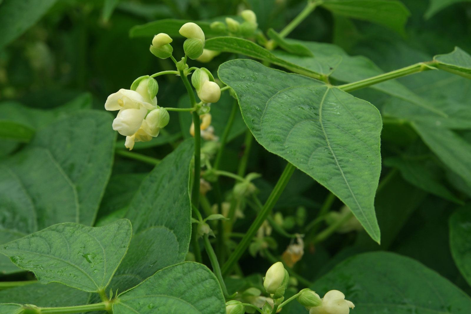 Assessment of oxidative stress tolerance in red bean (Phaseolus vulgaris L.) seedling under salinity – IJAAR