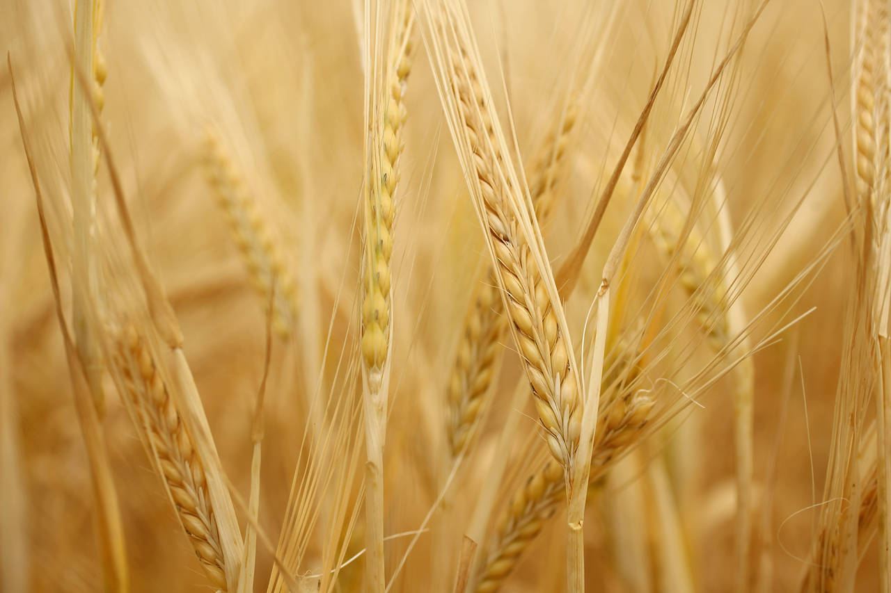 Impact of bio-fertilizers and different levels of lead on pigment content of wheat (Triticum aestivum L.) – JBES