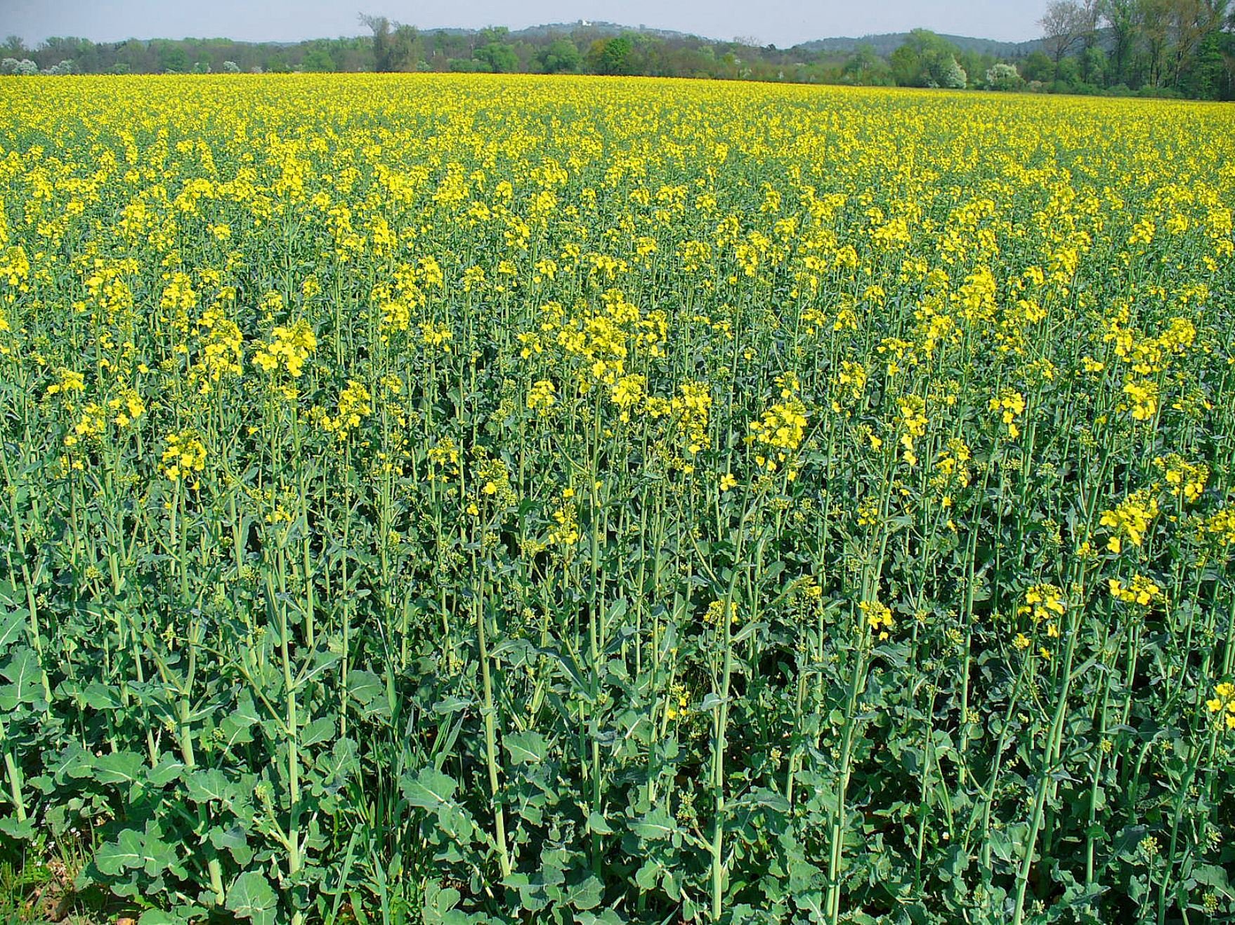 Response of germination parameters of some canola cultivars to salinity stress – IJAAR