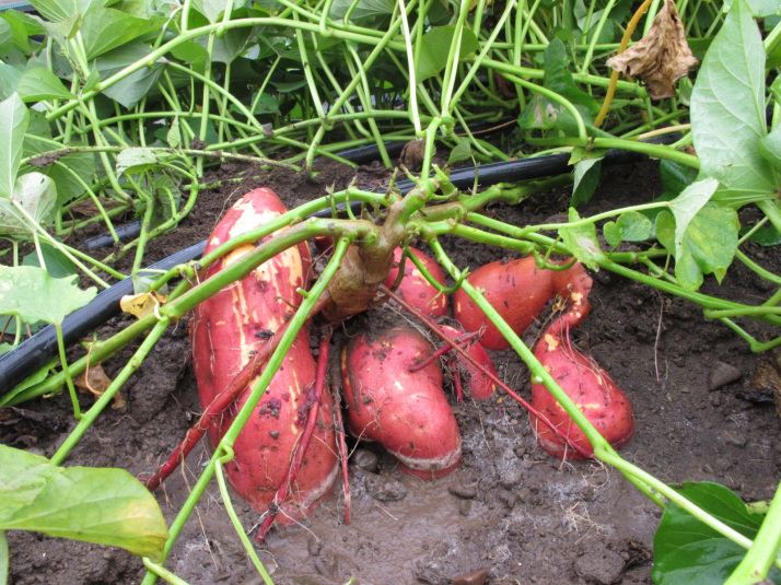 Performance of sweet potato varieties across environments in Kenya – IJAAR
