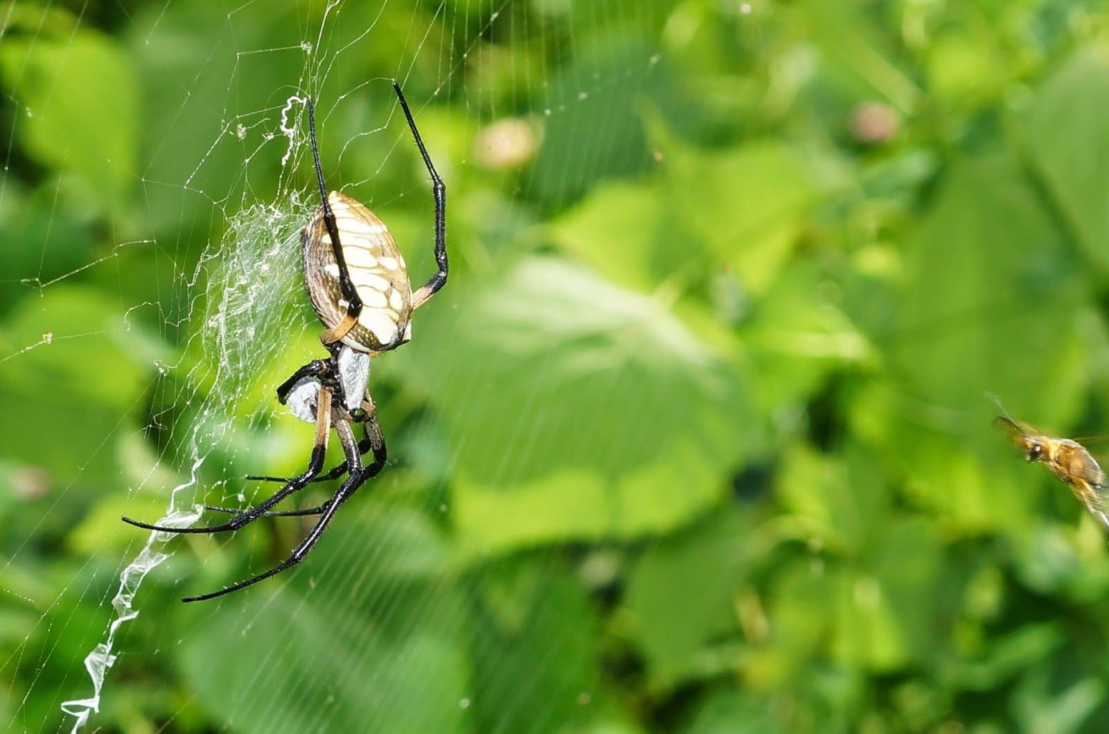 Estimation of spatial diversity of spider species among mustard crop through pitfall trap method – JBES