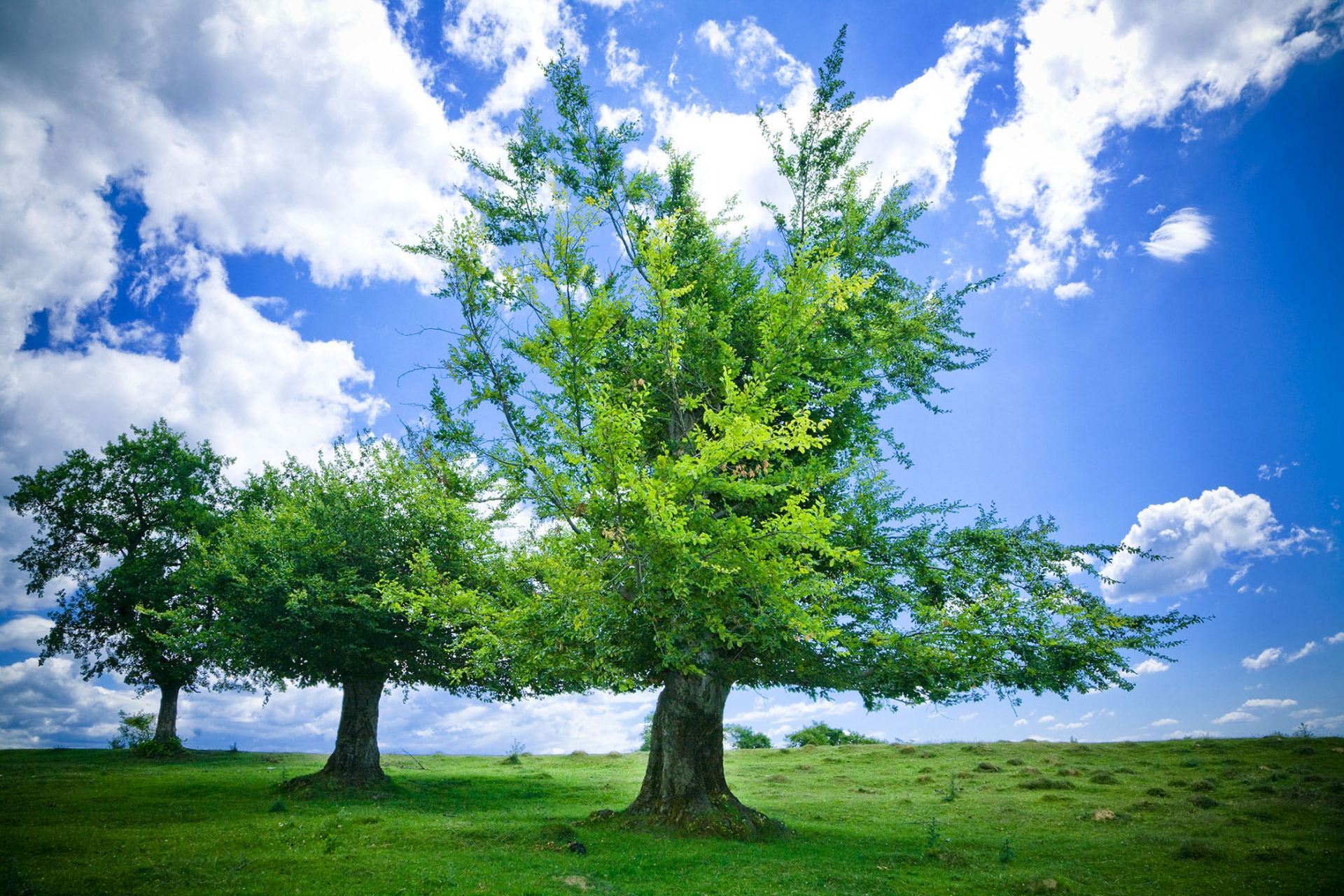 Natural changes in stand structure in the permanent plot of Hyrcanian forests (North of Iran) – JBES