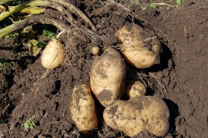 Investigation of GA3 effect on in vitro micro propagation of potato varieties – IJAAR