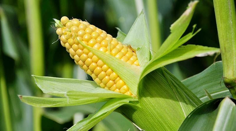 Assessment of Variation in Agro-morphological Traits in M3 and M4 Maize Lines – IJAAR