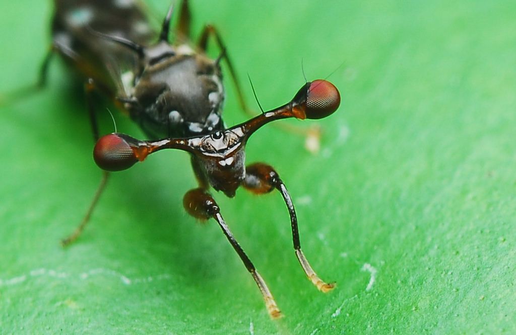 Evaluation of rice genotypes for resistance to the stalk-eyed fly (Diopsis longicornis) in rice in Uganda – IJAAR