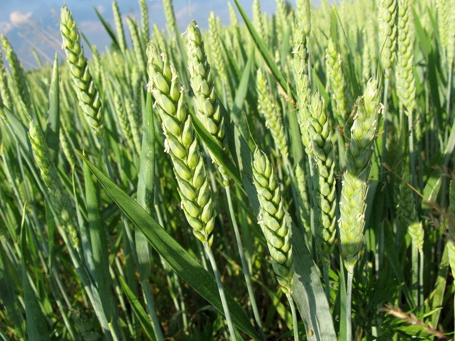 Line × tester analysis for yield contributing morphological traits in Triticum aestivum under drought conditions – IJAAR